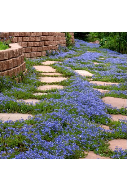 Мазус ползучий цветущий почвопокровный многолетник